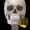 骨格系 - 解剖学3D アトラス – 人体の骨格