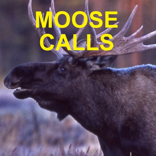 moose sounds youtube