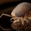 How to Get Rid of Bed Bugs-Prevent Bed Bug Bites bedding bed linens 