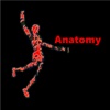 Anatomy Glossary- Cheatsheet with Study Guide free anatomy study guides 