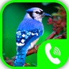 Bird Calls – Animal Sounds & Ringtones Collection animal sounds ringtones 