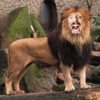 我動物園 (Zoo Me!)