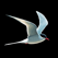 Collins Bird Guide