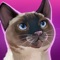 CatHotel - Spiele mit niedlichen Katzen und Kater iOS